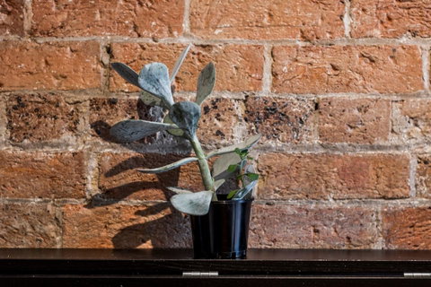Chippendale Â· Quaint 1880â€™s Sydney Chippendale Terrace House - Accommodation VIC 9