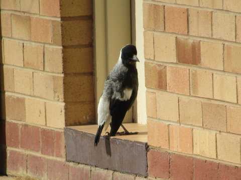 Allonville Gardens Motel - Accommodation VIC 34