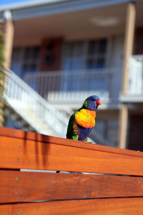 Summerhill Motor Inn - Accommodation VIC 30