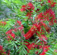 Bottlebrush B  B - Accommodation VIC