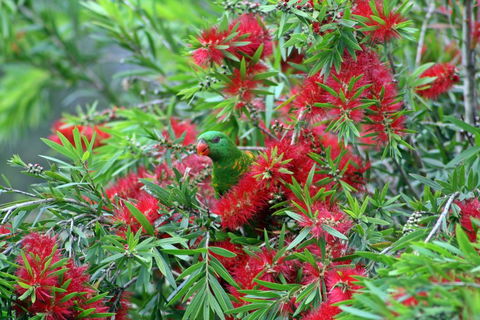 Bottlebrush B & B - Accommodation VIC 0