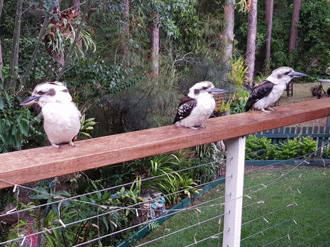 Buderim Forest Hideaway - Accommodation VIC 1