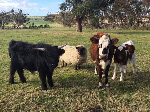 Bush Retreat Farm Stay - Accommodation VIC 1