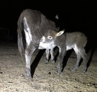 Donkey Tales Farm Cottages - Accommodation VIC