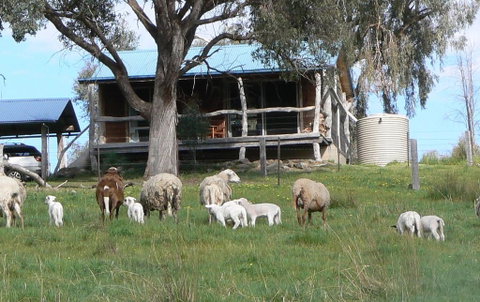 Gaddleen Grove Cottages - Accommodation VIC 0