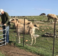 Gilgraves Vineyard Farmstay - Accommodation VIC