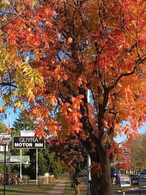 Guyra Motor Inn - Accommodation VIC 3