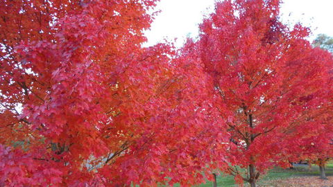 HEALESVILLE GETAWAY - Accommodation VIC 0