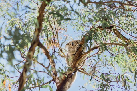 Jetty Views - Water Views On Raymond Island - Accommodation VIC 2