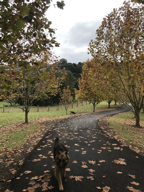 King Ludwigs Cottage - Accommodation VIC 1
