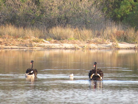 Lakes Waterfront Motel And Cottages With King Beds - Accommodation VIC 1