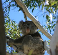 Levi Park Caravan Park - Accommodation VIC