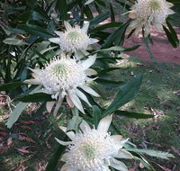 Lyrebird Gully Retreat - Accommodation VIC
