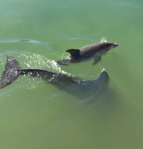 Mandurah Dolphin Escape - Accommodation VIC 3