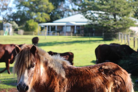 Montville House On The Hill - Accommodation VIC 2