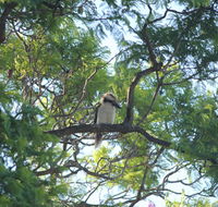 Jacaranda Hideaway Bed  Breakfast - Accommodation VIC
