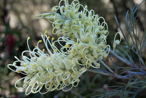 Banksia Tourist Park - Accommodation VIC 9