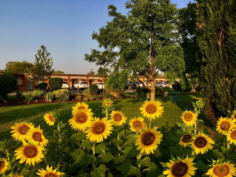 Quirindi Sunflower Motor Inn - Accommodation VIC 0