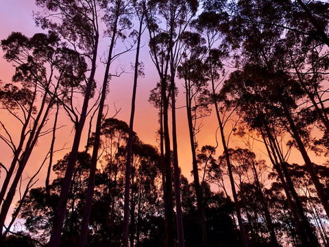 Lemonthyme Wilderness Retreat - Accommodation VIC 8