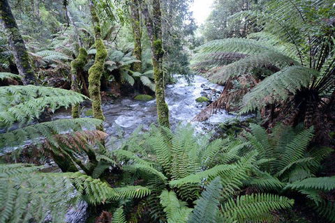 Lemonthyme Wilderness Retreat - Accommodation VIC 21