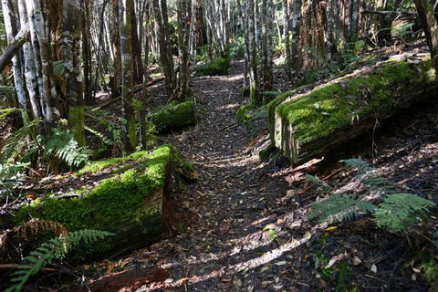 Lemonthyme Wilderness Retreat - Accommodation VIC 22