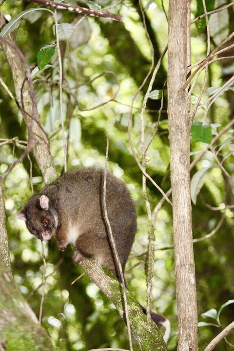 Lemonthyme Wilderness Retreat - Accommodation VIC 26