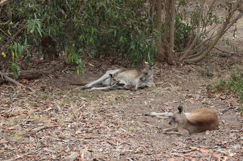 Great Ocean Road Resort - Accommodation VIC 17