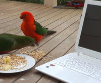 Book Foster Accommodation Vacations Accommodation VIC Accommodation VIC