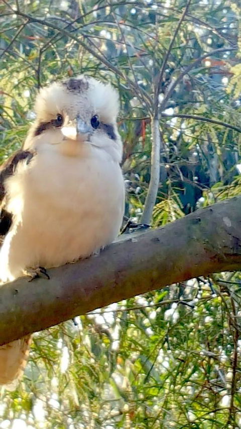 The Nature Resort Villas - Accommodation VIC 22