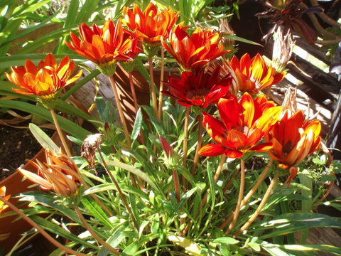 Aloha Ha Phillip Island - Accommodation VIC 25