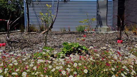 The Olive Tree Motel - Accommodation VIC 16