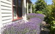 Miss Pym's Cottage - thumb 44