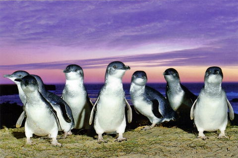 Stunning Waterfront Only 10 Minutes To Phillip Island - FREE EV UNIT 7kW For Electric Cars - Pet Friendly, Fireplace FREE WIFI Wine & Chocolates - Accommodation VIC 9