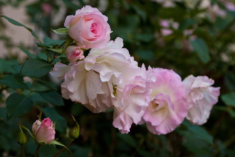 The Noble Grape Guesthouse - Accommodation VIC 1