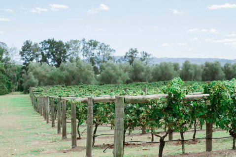 Tranquil Vale Vineyard - Accommodation VIC 2