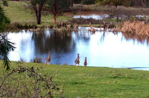 Australian Home Away @ Wonga Park Brushy Creek - Accommodation VIC 17