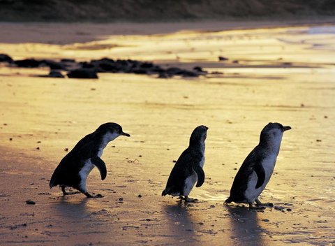 Cottages For Two - Accommodation VIC 10