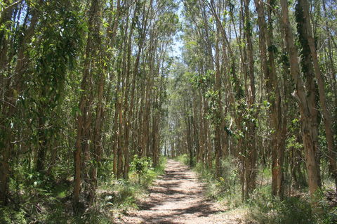 Lake Weyba Noosa Lodge & Kangaroos - Accommodation VIC 39