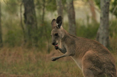 Lake Weyba Noosa Lodge & Kangaroos - Accommodation VIC 43
