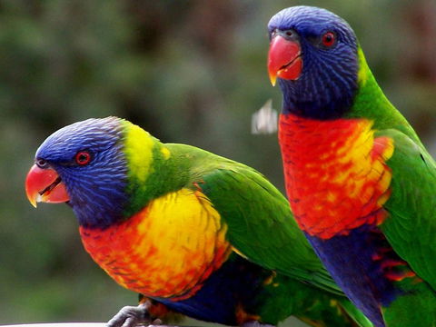 Lake Weyba Noosa Lodge & Kangaroos - Accommodation VIC 12