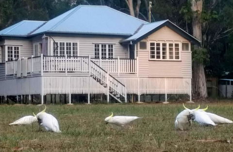 Lake Weyba Noosa Lodge & Kangaroos - Accommodation VIC 20