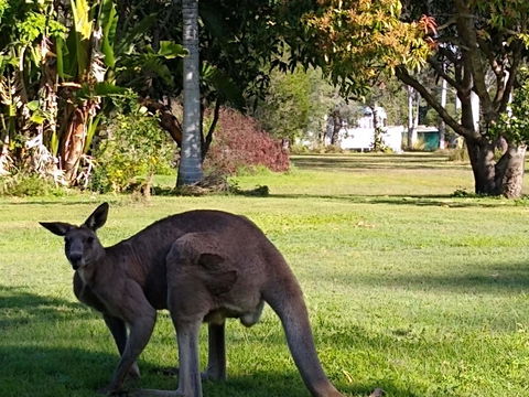 Lake Weyba Noosa Lodge & Kangaroos - Accommodation VIC 24