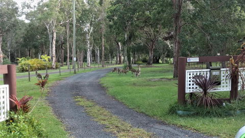 Lake Weyba Noosa Lodge & Kangaroos - Accommodation VIC 42