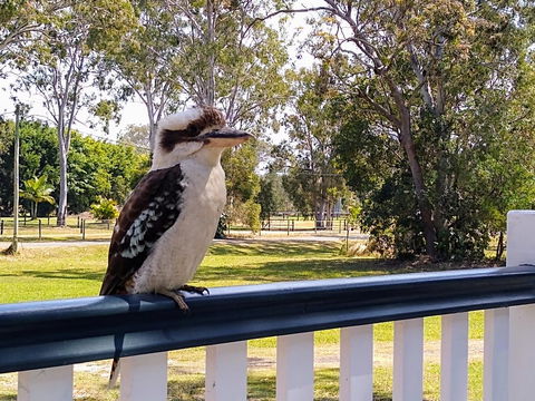Lake Weyba Noosa Lodge & Kangaroos - Accommodation VIC 18