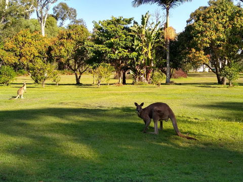 Lake Weyba Noosa Lodge & Kangaroos - Accommodation VIC 8