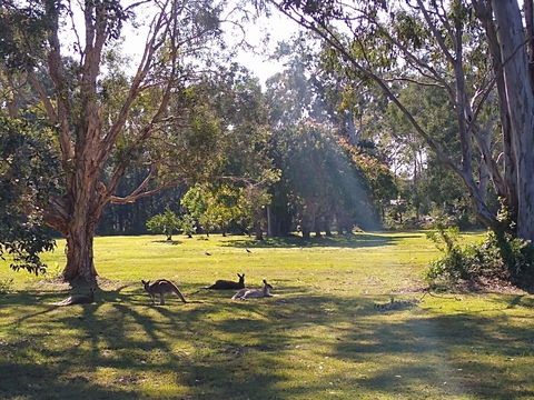 Lake Weyba Noosa Lodge & Kangaroos - Accommodation VIC 4