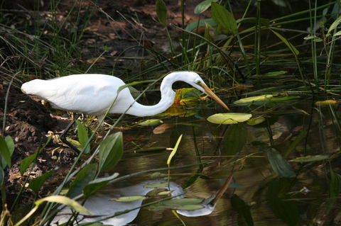 Lake Weyba Noosa Lodge & Kangaroos - Accommodation VIC 33