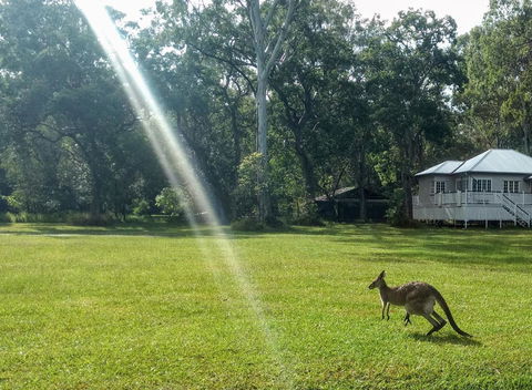 Lake Weyba Noosa Lodge & Kangaroos - Accommodation VIC 26
