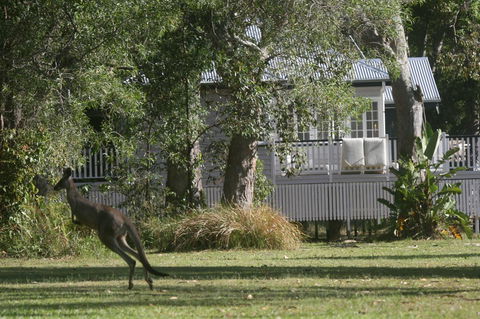Lake Weyba Noosa Lodge & Kangaroos - Accommodation VIC 31