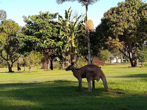 Lake Weyba Noosa Lodge & Kangaroos - Accommodation VIC 35
